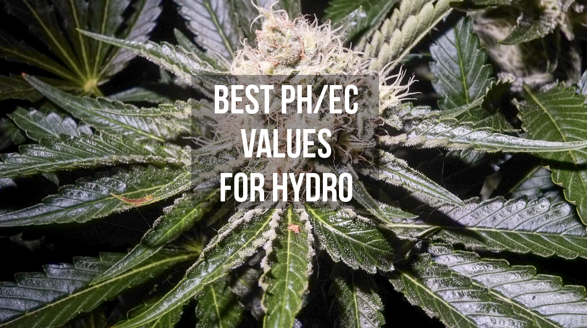 Best pH-EC values when growing marijuana the hydroponics way