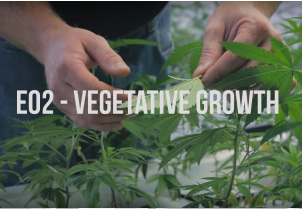 How legal cannabis is grown episode 02 - Vegetative Growth