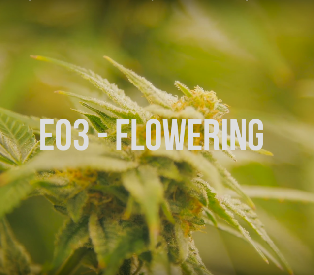 How legal cannabis is grown episode 03 - Flowering