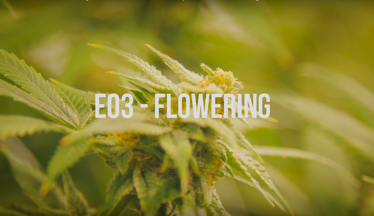 How legal cannabis is grown episode 03 - Flowering