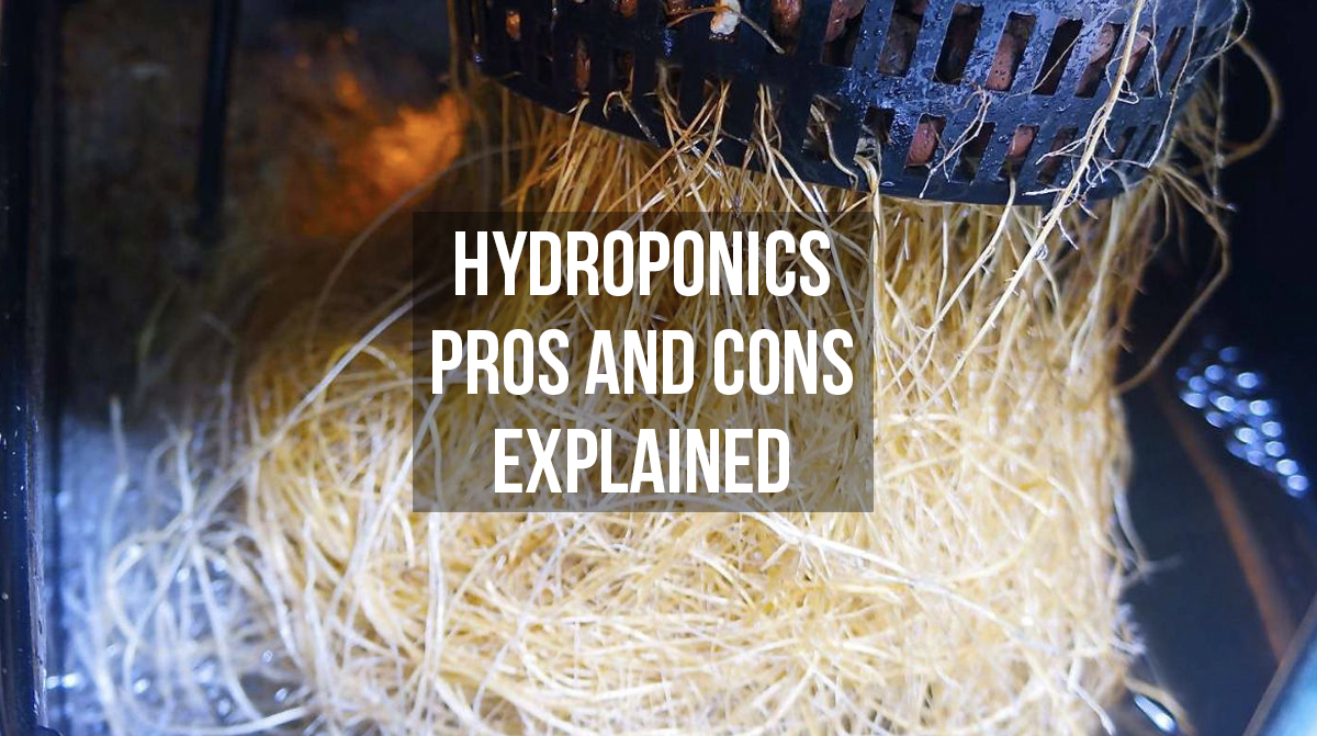Hydroponics pros and cons explained at Mean Green Magazine
