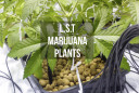 Low Stress Training Marijuana Plants - Mean Green Magazine