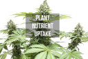 Marijuana Plant Nutrient Uptake