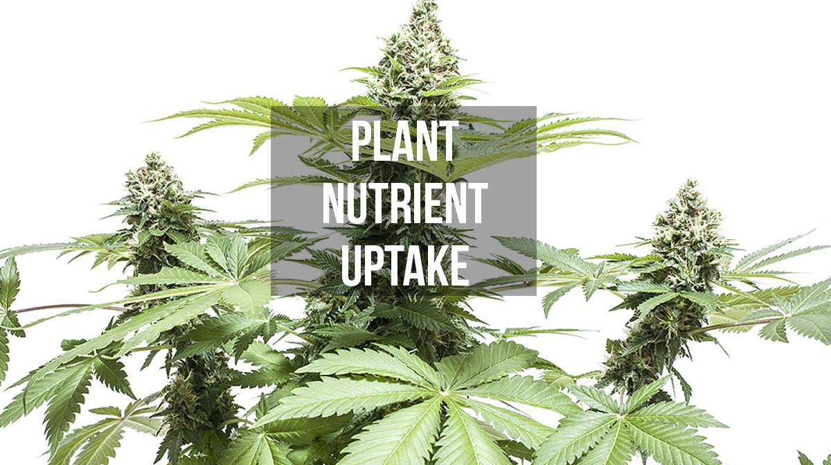 Marijuana Plant Nutrient Uptake