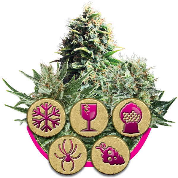 Buy Royal Queen - Feminized Seed Mix Online