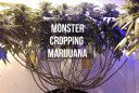 monster cropping marijuana