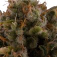 Buy Royal Queen - Royal Moby Seeds Online