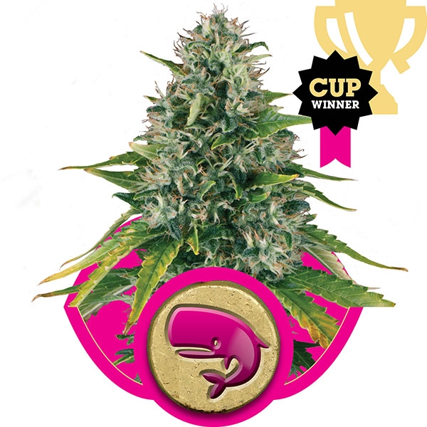 Buy Royal Queen - Royal Moby Seeds Online