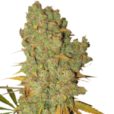 Buy Royal Queen - Special Kush Seeds Online