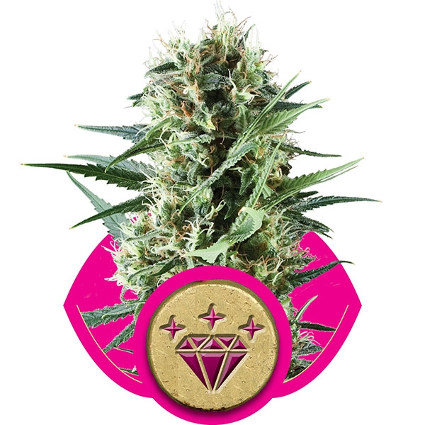 Buy Royal Queen - Special Kush Seeds Online