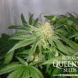 Royal Queen Seeds , Royal Highness Medical Marijuana Seeds, CBD rich strains, available at Mean Green Magazine & Mean Green Hydroponics