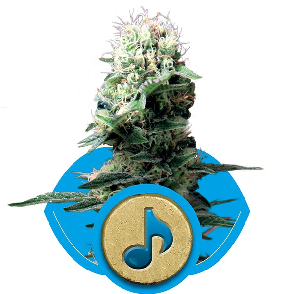 Royal Queen Seeds Dance World Medical Marijuana Seeds, CBD rich strains
