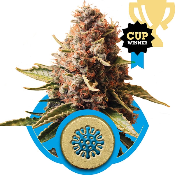 Royal Queen Seeds , Euphoria Medical Marijuana Seeds, CBD rich strains, available at Mean Green Magazine & Mean Green Hydroponics