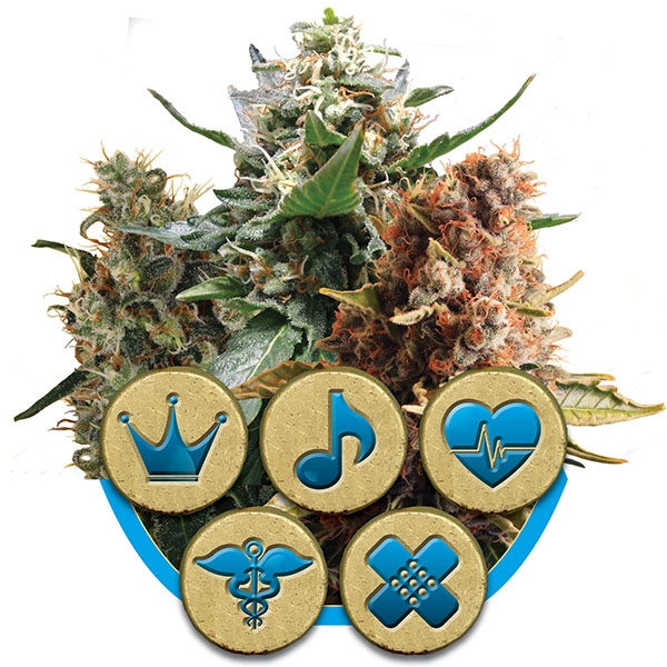 Royal Queen Seeds , "Medical Mix" Medical Marijuana Seeds, CBD rich strains, available at Mean Green Magazine & Mean Green Hydroponics