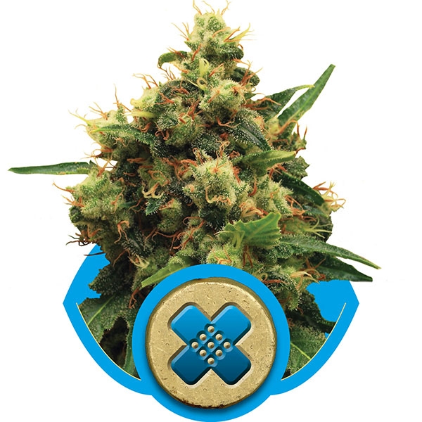 Royal Queen Seeds , "Painkiller XL" Medical Marijuana Seeds, CBD rich strains, available at Mean Green Magazine & Mean Green Hydroponics