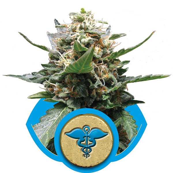 Royal Queen Seeds , Royal Medic Medical Marijuana Seeds, CBD rich strains, available at Mean Green Magazine & Mean Green Hydroponics