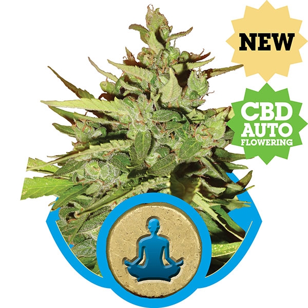 Royal Queen Seeds , "Stresskiller Automatic" Medical Marijuana Seeds, CBD rich strains, available at Mean Green Magazine & Mean Green Hydroponics